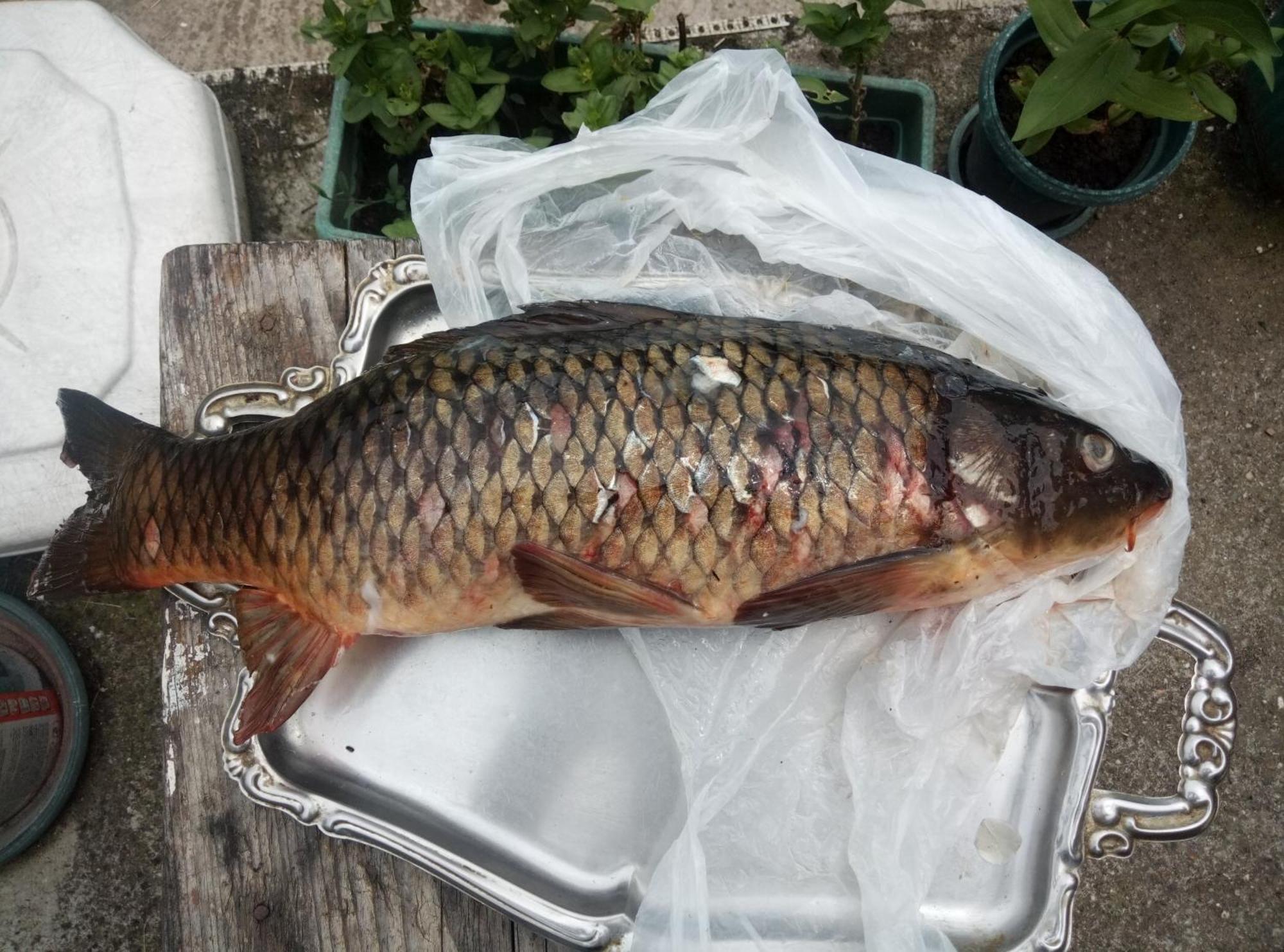 Gasthaus "Poetsko Cose" Nikole Tesle 86 Morović Exterior foto